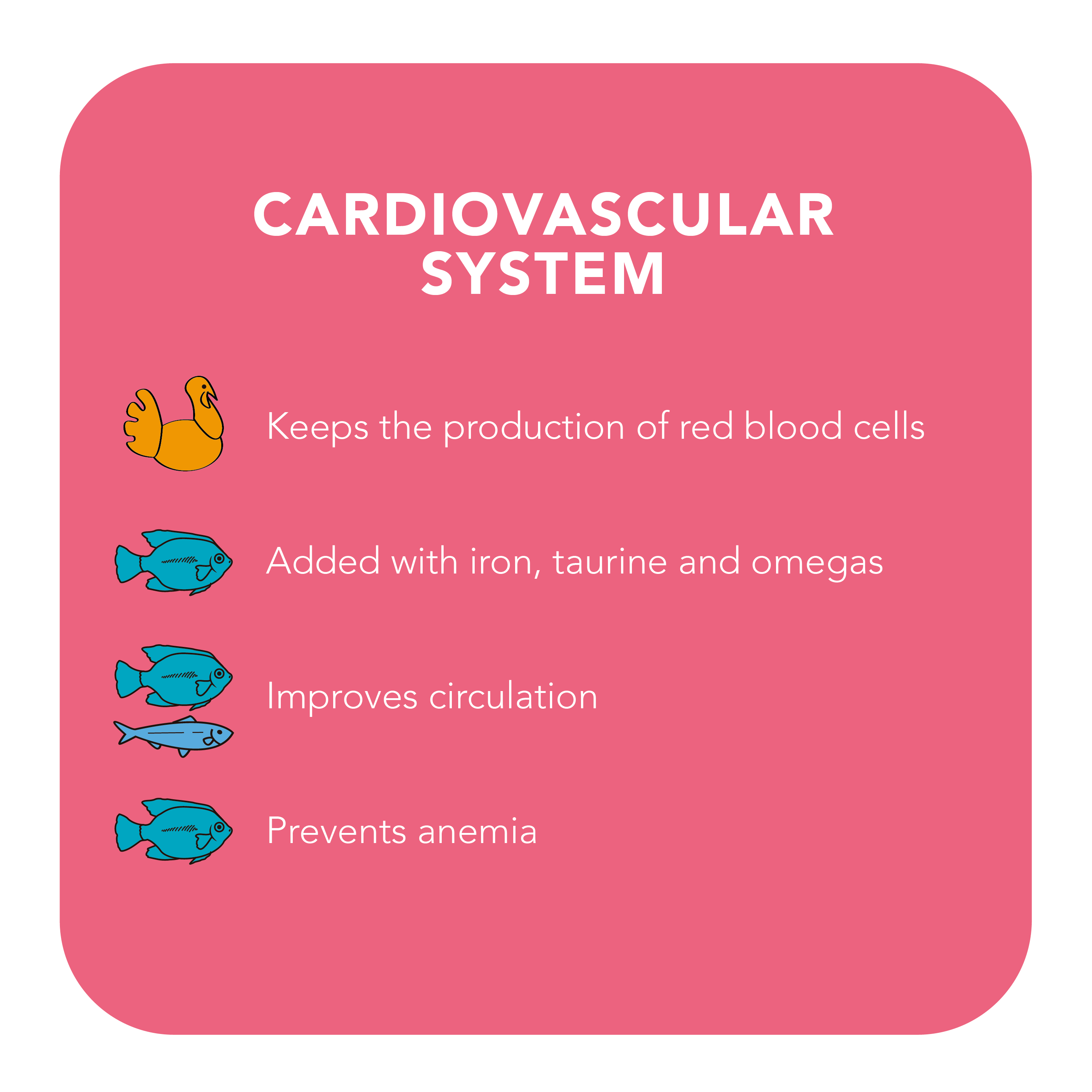 Cardiovascular System