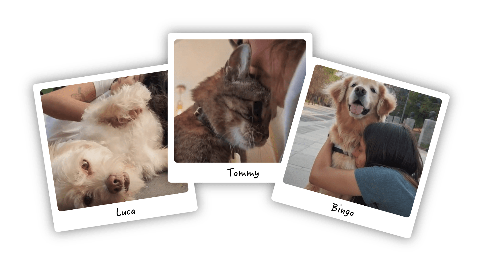 Luca, Tommy y Bingo mascotas